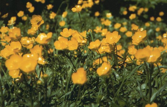 botton d'or.jpg